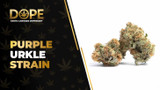 Purple Urkle Strain: Flavor, Effects & THCA Flower
