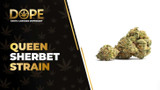 Queen Sherbet Strain: Sweet Flavor, Effects & Genetics