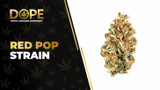 Red Pop Strain Review: Sweet Flavor & Balanced Hybrid