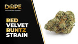 Red Velvet Runtz Strain Review: Creamy Hybrid High