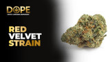 Red Velvet Strain Info and Review | Dope THC