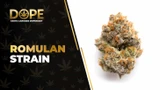 Romulan Strain Review: Earthy Flavour & Relaxing Effects