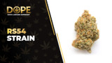 RS54 Strain: Flavor, Effects & THCA Flower Guide