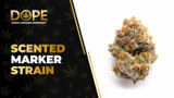 Scented Marker Strain: Flavor, Effects & Genetics Guide