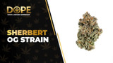 Sherbert OG Strain: Sweet Flavor, Effects & OG Genetics
