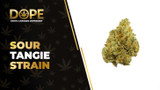 Sour Tangie Strain Review: Citrus Flavor & Uplifting High