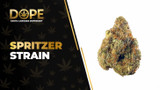 Spritzer Strain: Flavor, Effects & Hybrid Genetics