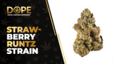 Strawberry Runtz Strain Review: Sweet Berry Hybrid High