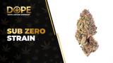 Sub Zero Strain: Genetics, Flavor, Effects & THCA Flower