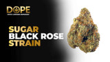Sugar Black Rose Strain: Sweet, Soothing Indica Bliss Sugar Black Rose Strain: Sweet, Soothing Indica Bliss