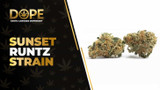 Sunset Runtz Strain Review: Creamy Citrus Bliss Hybrid