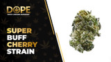 Super Buff Cherry Strain: Flavor, Effects & THCA Flower