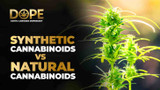 Synthetic Cannabinoids vs Natural Cannabinoids: What’s the Difference? Synthetic Cannabinoids vs Natural Cannabinoids: What’s the Difference?
