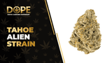 Tahoe Alien Strain Review: Potent & Relaxing Hybrid