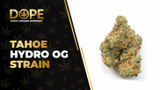 Tahoe Hydro OG Strain Review | Flavour, Effects & THC