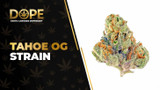 Tahoe OG Strain Review: Potent Relaxing OG Classic