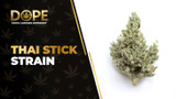 Thai Stick Strain Review: Tropical Legendary Sativa