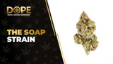 The Soap Strain Review: Flavor, Effects & Growing Guide