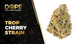 Trop Cherry Strain Review: Fruity Flavour & Effects
