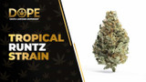 Tropical Runtz Review: Sweet Fruity Hybrid Effects