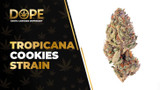 Tropicana Cookies Strain Review: Citrus Hybrid High