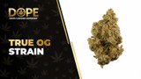 True OG Strain Review: Flavor, Effects & THC Guide
