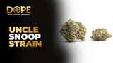 Uncle Snoop Strain Review | Flavor, Effects, & Grow Guide