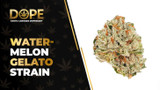 Water-Melon Gelato Strain Review: Flavour & Effects