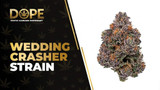 Wedding Crasher Strain: Sweet Flavor & Uplifting High