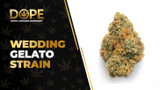 Wedding Gelato Strain Review: Flavor & Effects Guide