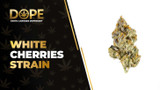 White Cherries Strain: Flavor, Effects, Genetics & THCA