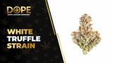 White Truffle Strain Review: Effects, Flavor & Potency