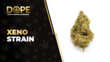 Xeno Strain: Genetics, Effects, Flavor & THCA Flower