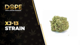 XJ-13 Strain: Citrus Flavor, Effects & Sativa Genetics