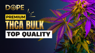 Top THCA Flower Pound: Quality Options for Wholesale Buyers