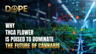 ​  Why THCA Flower is Poised to Dominate the Future of Cannabis