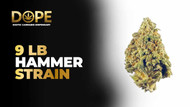 9 LB Hammer Strain: Flavor, Effects & THC Guide 2025