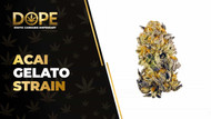 Acai Gelato Strain Review: Flavor, Effects & THC Guide