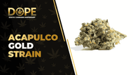 Acapulco Gold Strain Review: Effects, Flavor & High