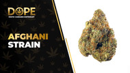 Afghani Strain Review: Relaxing Classic Indica Power