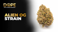 Alien OG Strain 2025: Effects, Flavor & Grow Guide