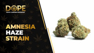 Amnesia Haze Strain Review: Citrus Flavour & Effects