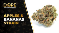 Apples & Bananas Strain Review: Flavor, Effects & Potency