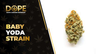Baby Yoda Strain: Flavor, Effects, Genetics & THCA Flower