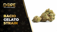 Bacio Gelato Strain Review: Effects, Flavor & THC Guide