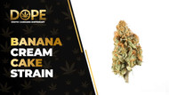 Banana Cream Cake Strain Review: Flavor & Effects Guide