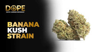 Banana Kush Strain Guide 2025: Flavor, Effects & Growing Tips