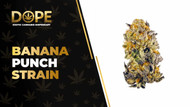 Banana Punch Strain Review: Sweet Flavour & Relaxation
