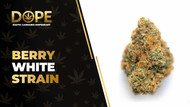 Berry White Strain Review: Sweet Flavour & Relaxing Effects