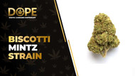 Biscotti Mintz Strain: Flavor, Effects & Hybrid Genetics